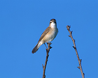 2015학년도 ICP 포트폴리오 작성 및 컨설팅 안내